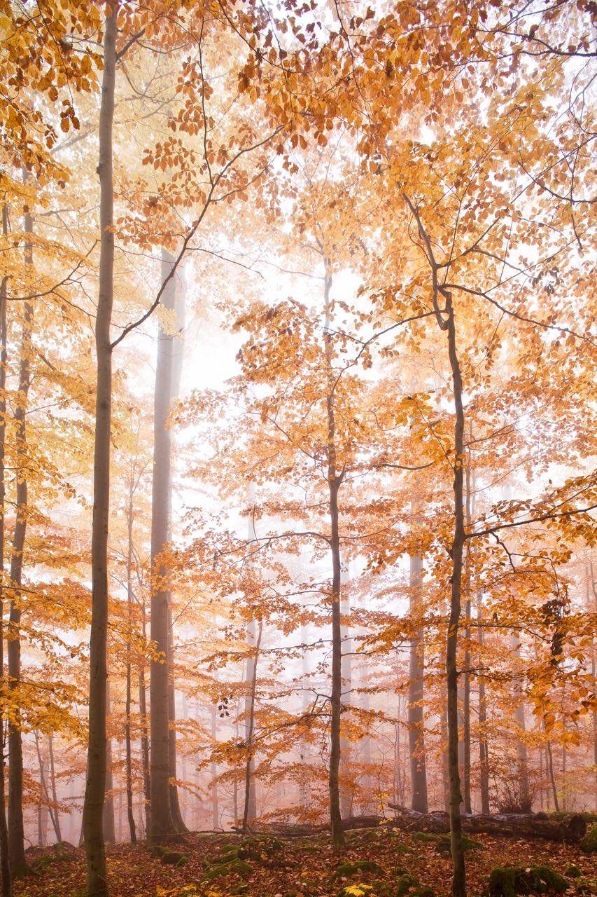 Herbstwald C.R Herbstwald C.R